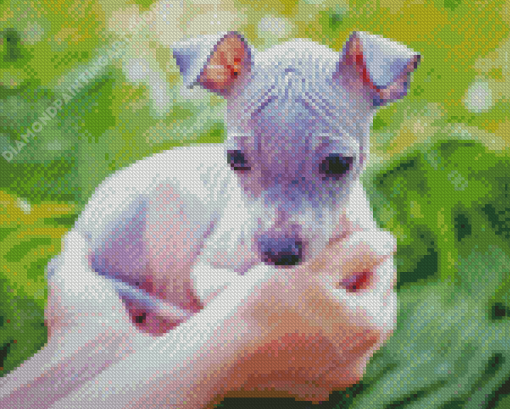 American Hairless Terrier Puppy Diamond Painting Art