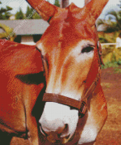Close Up Mule Animal Diamond Painting Art