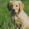 Golden Puppy On Grass Diamond Painting Art