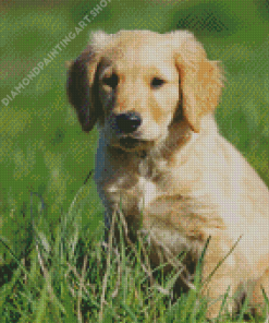 Golden Puppy On Grass Diamond Painting Art