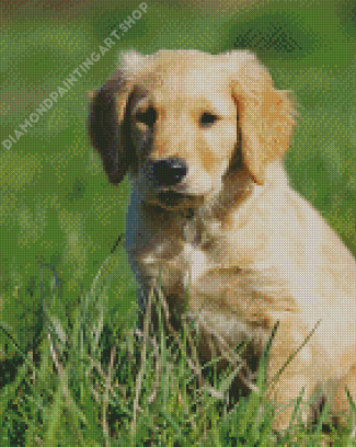 Golden Puppy On Grass Diamond Painting Art
