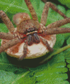 Huntsman Spider With Egg Sack Diamond Painting Art