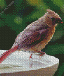 Juvenile Cardinal Diamond Painting Art