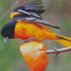 Orioles Bird Diamond Painting Art