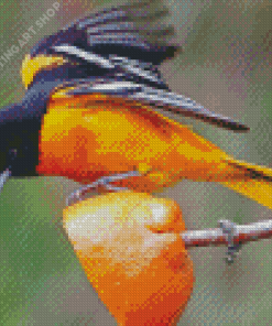 Orioles Bird Diamond Painting Art