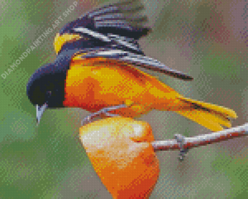 Orioles Bird Diamond Painting Art