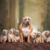 Pit Bull Family Dogs Diamond Painting Art
