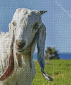 White Long Eared Goat Diamond Painting Art