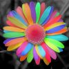 Aesthetic Colorful Daisy Flower Diamond Painting Art