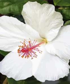 Aesthetic White Hibiscus Flower Diamond Painting Art