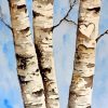 Aesthetic Birch Trees Diamond Painting Art
