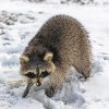 Aesthetic Snow Raccoon Diamond Painting Art