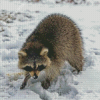 Aesthetic Snow Raccoon Diamond Painting Art