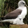 Albatross Bird Family Diamond Painting Art