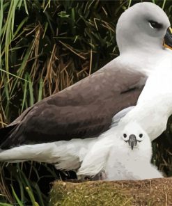 Albatross Bird Family Diamond Painting Art