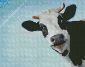 Black And White Cows Smiling Diamond Painting Art