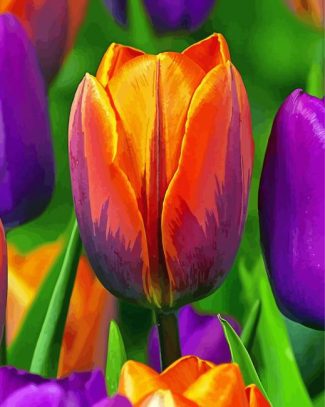 Close Up Orange And Purple Tulips Diamond Painting Art