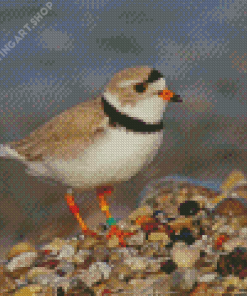 Piping Plover Bird Diamond Painting Art