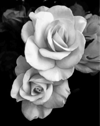 Rose Black And White Flowers Diamond Painting Art