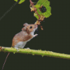 Tree Mouse Diamond Painting Art