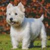 West Highland Terrier Dog Diamond Painting Art