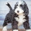 Black And White Bernedoodle Puppy Diamond Painting Art