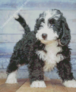 Black And White Bernedoodle Puppy Diamond Painting Art
