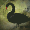 Black Swan Bird Diamond Painting Art