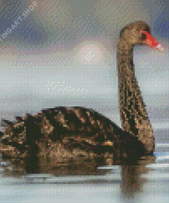 Black Swan Bird Animal Diamond Painting Art