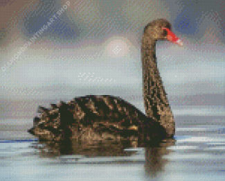 Black Swan Bird Animal Diamond Painting Art