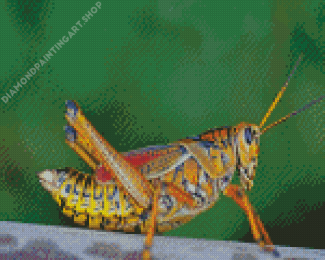 Grasshopper Diamond Painting Art