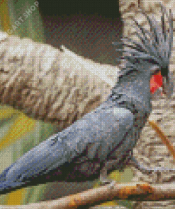 Palm Cockatoo On A Branch Diamond Painting Art