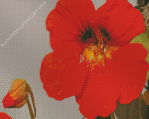 Red Nasturtium Flower Diamond Painting Art