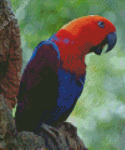 The Eclectus Parrot Bird Diamond Painting Art