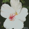 White Hibiscus Flowering Plant Diamond Painting Art