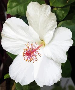 White Hibiscus Flowering Plant Diamond Painting Art