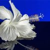 White Hibiscus Reflection Diamond Painting Art