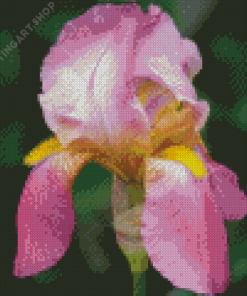 Beautiful Pink Iris Diamond Painting Art