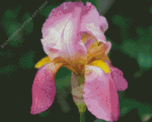 Beautiful Pink Iris Diamond Painting Art