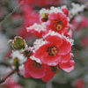 Blossom Spring Flower In Snow Diamond Painting Art