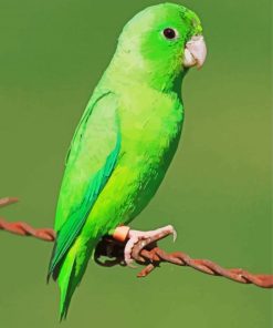 Green Parrotlet Diamond Painting Art