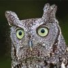 Green Eyed Screech Owl Diamond Painting Art