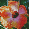 Orange Hibiscus With Water Drops Diamond Painting Art