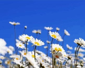 White Field Of Daisies Flowers Diamond Painting Art