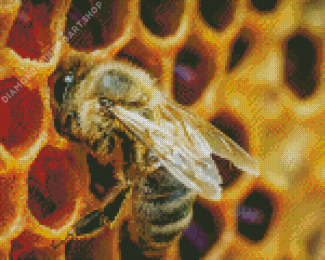 Close Up Bee In Hive Diamond Painting Art