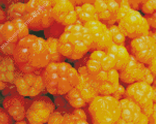 Cloudberries Fruits Diamond Painting Art