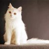 Cool White Cat Diamond Painting Art