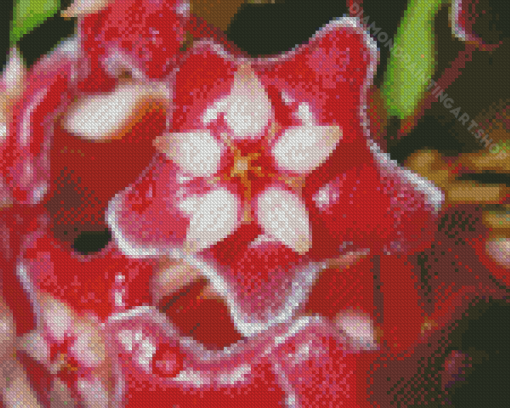 Hoya Flower Plant Diamond Painting Art