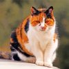 Black And Orange Tabby Cat Diamond Painting Art