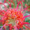 Peachy And Pink Grevillea Diamond Painting Art